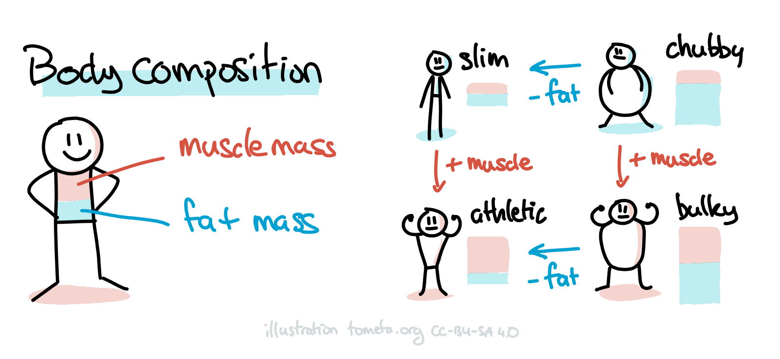 Exercise physiology illustrated