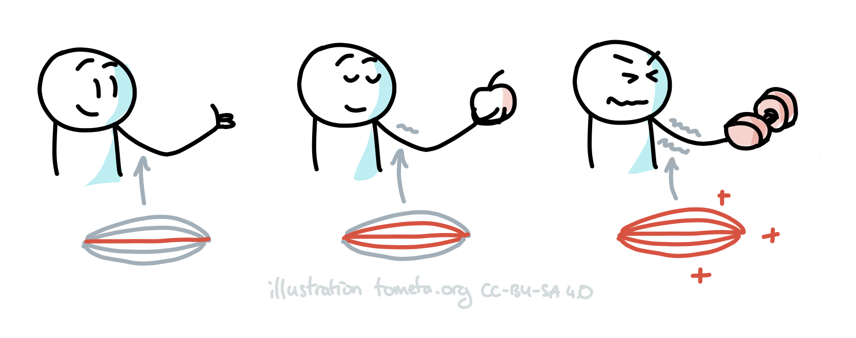 Exercise physiology illustrated