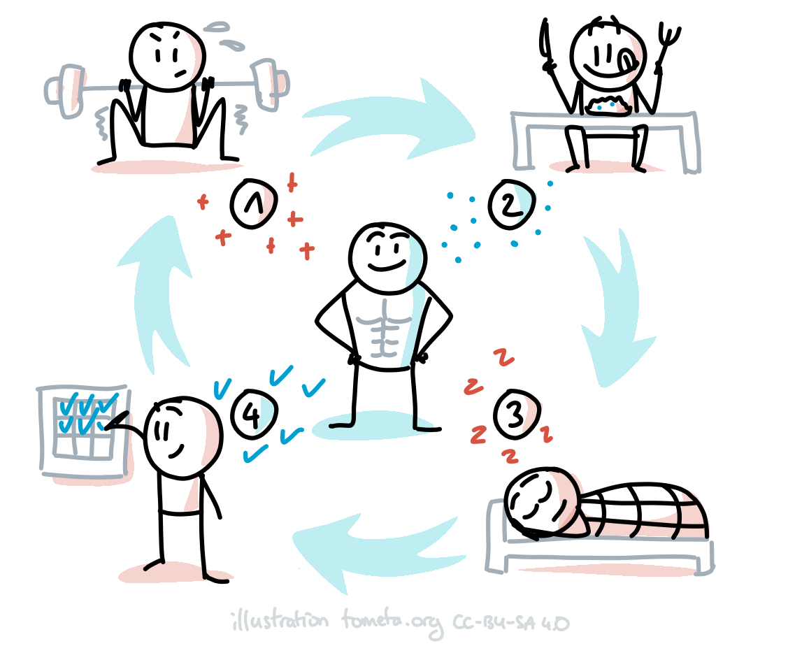 Exercise physiology illustrated