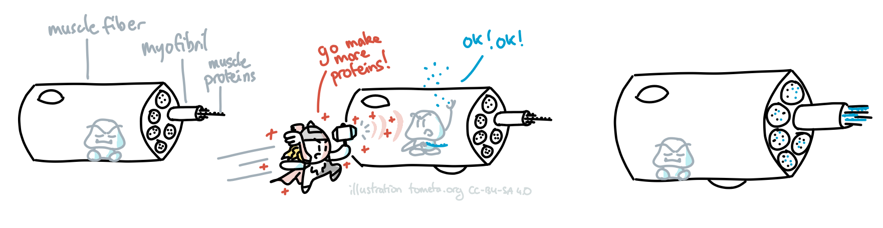 Exercise physiology illustrated