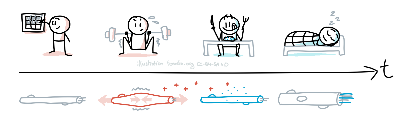 Exercise physiology illustrated