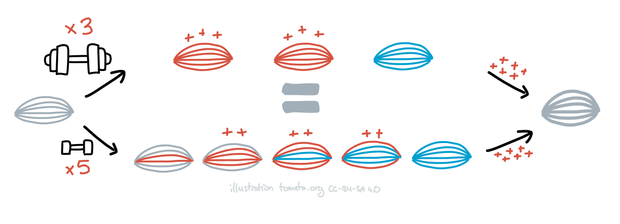 Exercise physiology illustrated