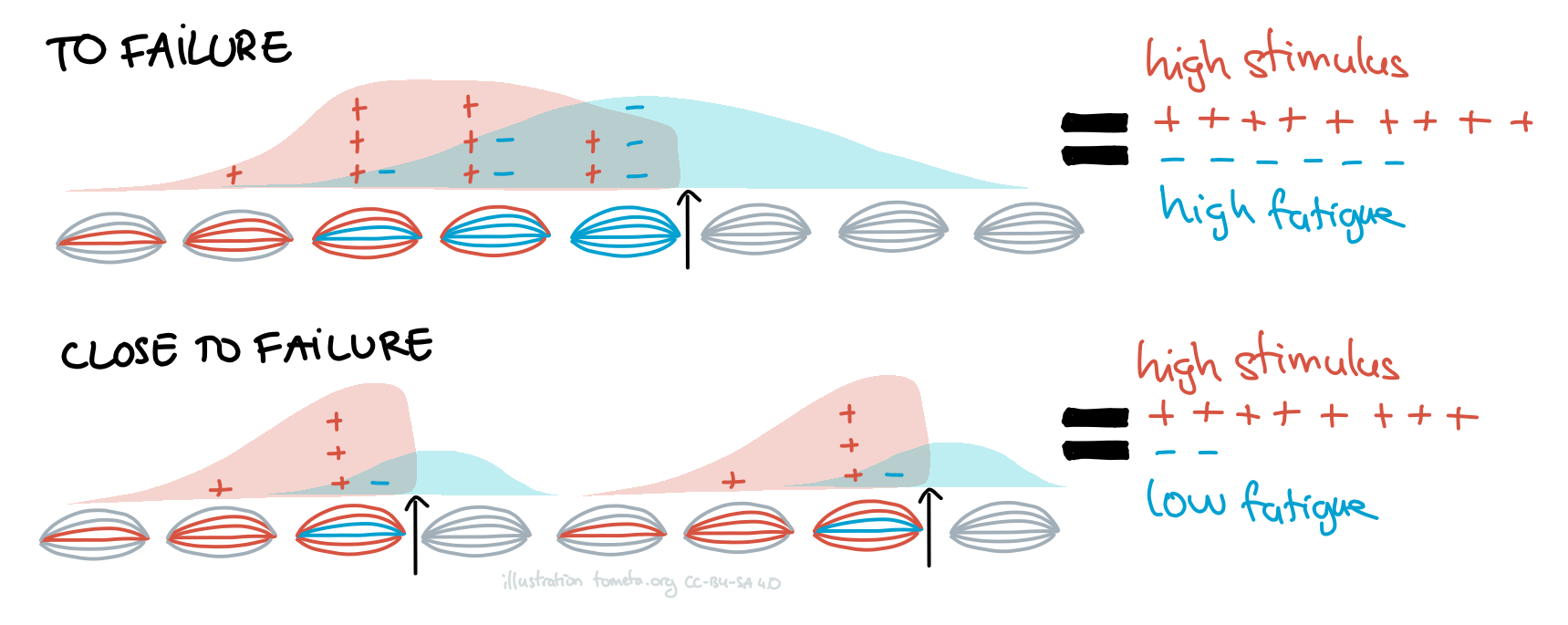 Exercise physiology illustrated